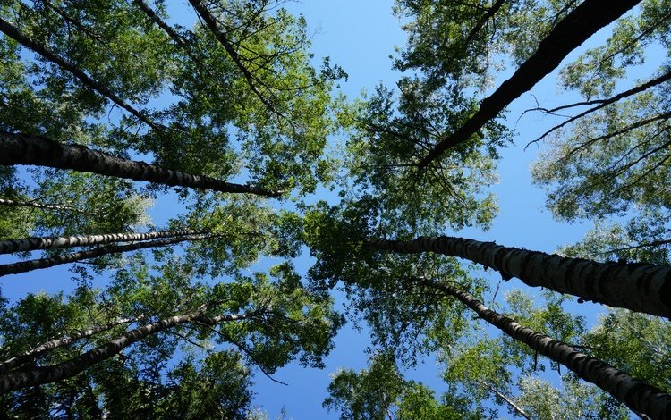 небо, деревья, листья, ветки, стволы, голубое небо, the sky, trees, leaves, branches, trunks, blue sky