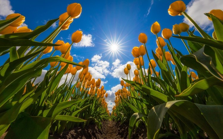 небо, цветы, облака, поле, тюльпаны, жёлтые тюльпаны, the sky, flowers, clouds, field, tulips, yellow tulips