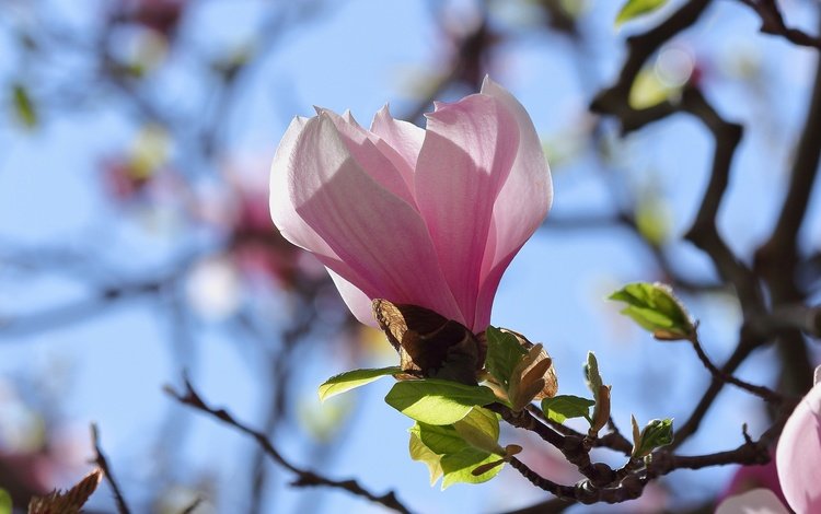 небо, ветка, цветение, бутон, весна, магнолия, the sky, branch, flowering, bud, spring, magnolia