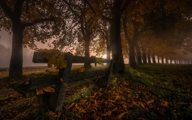 ночь, деревья, листья, туман, осень, скамья, night, trees, leaves, fog, autumn, bench