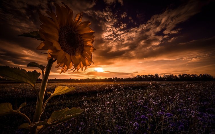 небо, цветы, облака, ночь, закат, поле, подсолнух, полевые цветы, the sky, flowers, clouds, night, sunset, field, sunflower, wildflowers