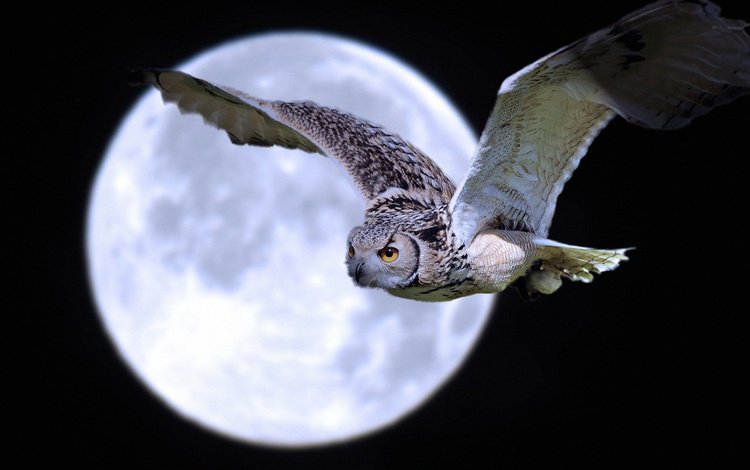 ночь, сова, полет, луна, крылья, птица, night, owl, flight, the moon, wings, bird