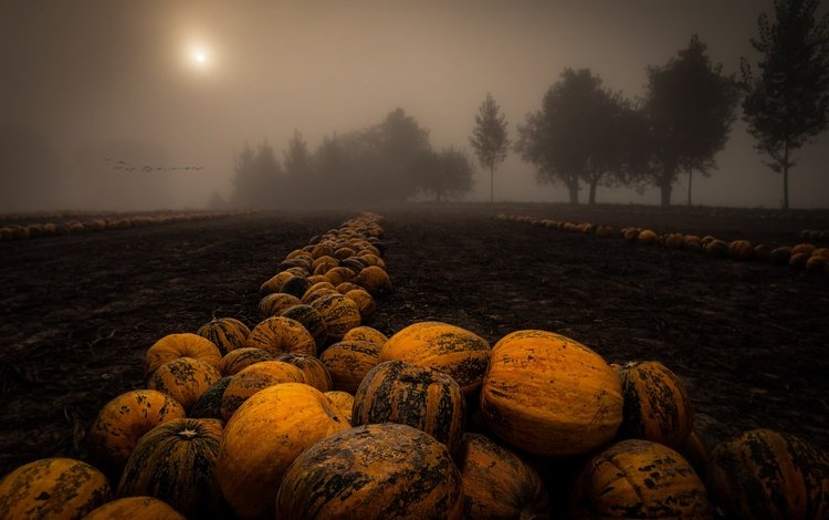 ночь, деревья, туман, поле, урожай, тыквы, night, trees, fog, field, harvest, pumpkin