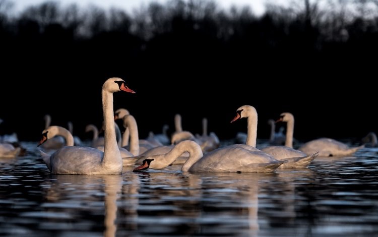 озеро, отражение, птицы, лебеди, белый лебедь, лебедь-шипун, lake, reflection, birds, swans, white swan