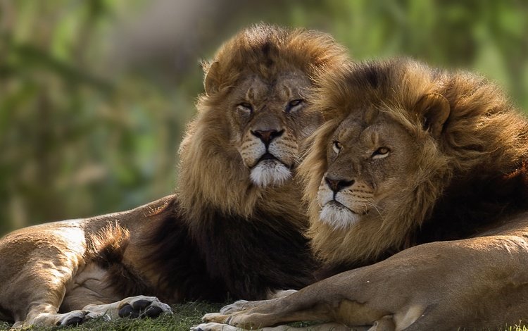 пара, львы, братья, pair, lions, brothers