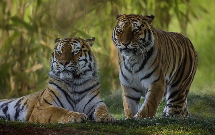 парочка, дикая кошка, тигры, a couple, wild cat, tigers