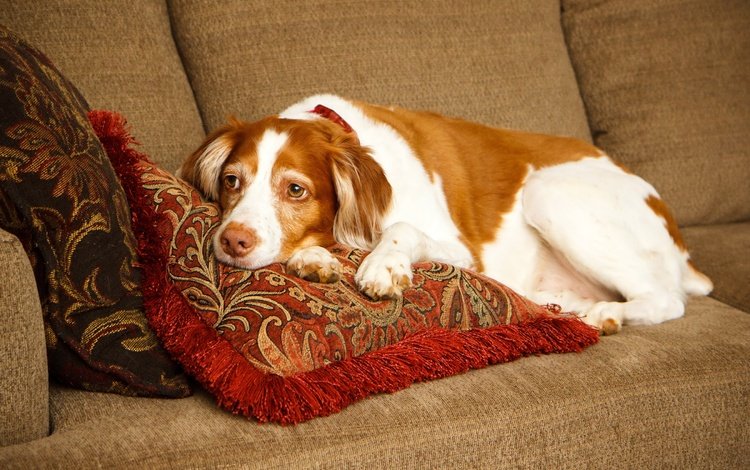 подушки, собака, лежит, отдыхает, диван, спаниель, бретонский эпаньоль, эпаньоль, pillow, dog, lies, resting, sofa, spaniel, the brittany