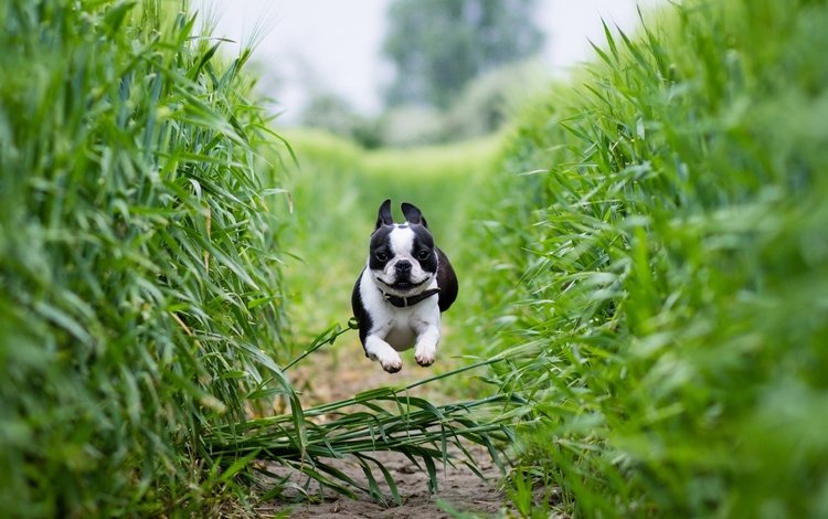 поле, собака, тропинка, бег, бостон-терьер, field, dog, path, running, boston terrier