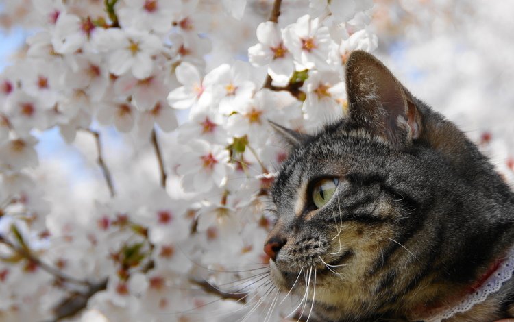 глаза, котенок, природа, весна, дерево, цветение, мордочка, усы, кошка, взгляд, eyes, kitty, nature, spring, tree, flowering, muzzle, mustache, cat, look