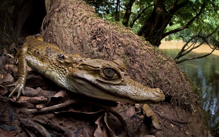 природа, фон, крокодил, nature, background, crocodile