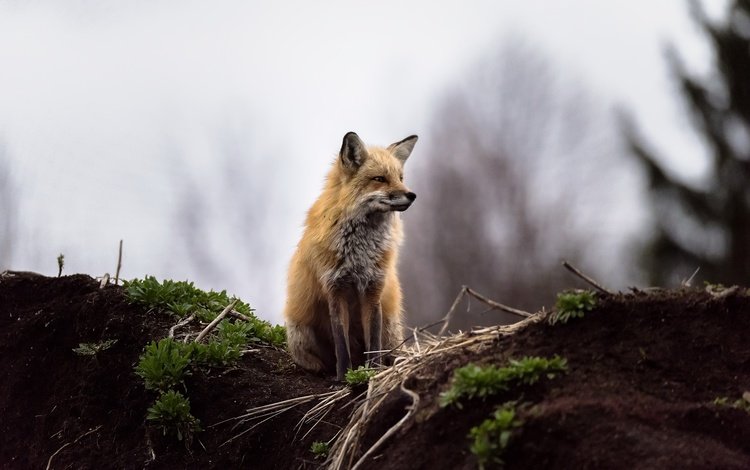 природа, фон, лиса, лисица, животное, nature, background, fox, animal