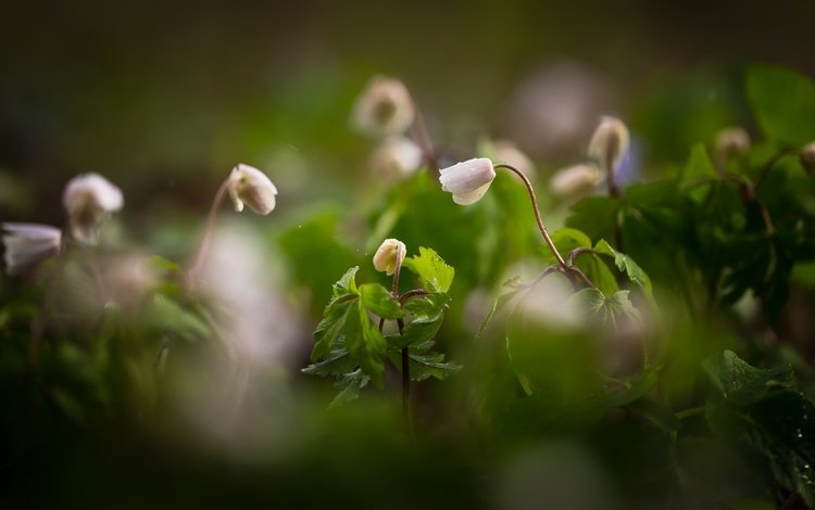 цветы, природа, фон, размытость, ветреница, flowers, nature, background, blur, anemone