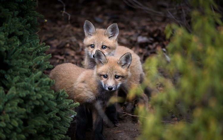 природа, лес, лисята, лисы, nature, forest, cubs, fox