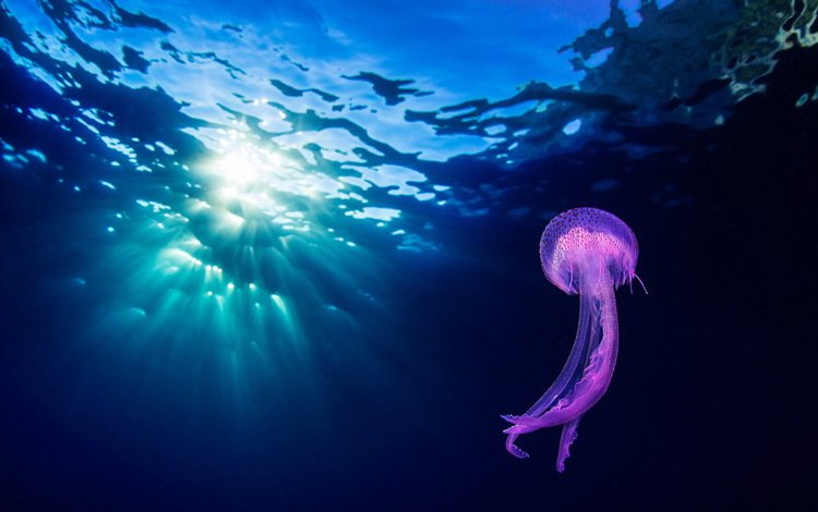 природа, море, океан, медуза, подводный мир, nature, sea, the ocean, medusa, underwater world