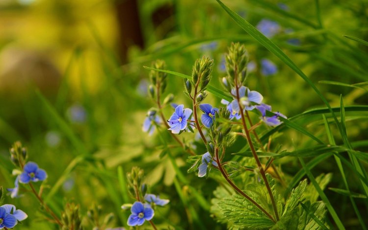 трава, природа, весна, голубые цветы, вероника дубравная, grass, nature, spring, blue flowers, veronica dubravnaya