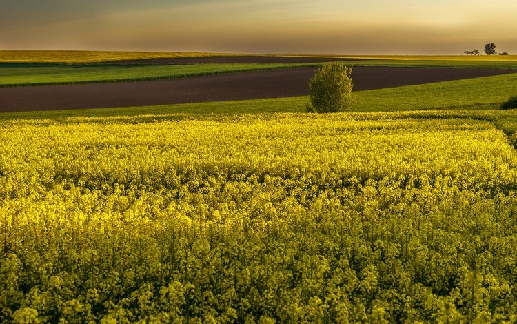 цветы, поля, горизонт, желтые, рапс, flowers, field, horizon, yellow, rape