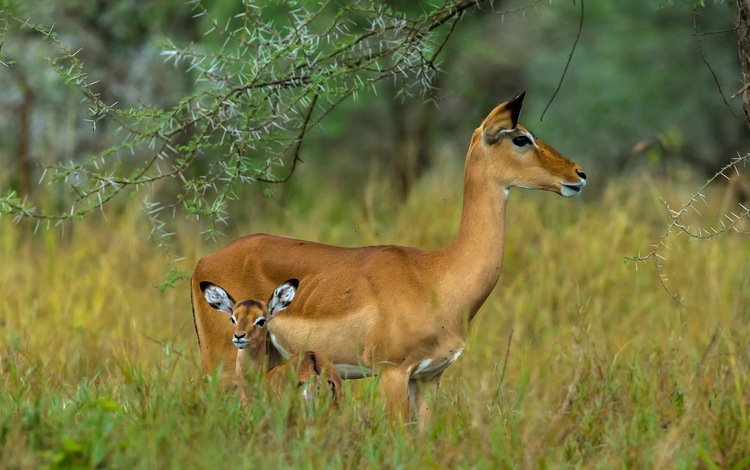ребенок, серенгети, мать, антилопы, танзания, child, serengeti, mother, antelope, tanzania
