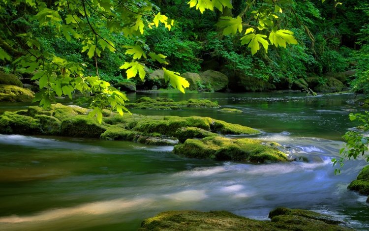 река, дерево, камни, зелень, листья, листва, мох, river, tree, stones, greens, leaves, foliage, moss