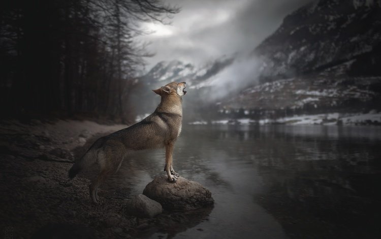 река, горы, собака, вой, alicja zmysłowska, чехословацкая волчья, чехословацкий влчак, влчак, river, mountains, dog, howl, czechoslovakian wolf, czechoslovakian, wolfdog, the wolfdog