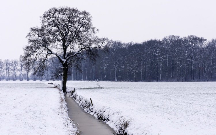 река, снег, дерево, лес, зима, поле, чёрно-белое, river, snow, tree, forest, winter, field, black and white