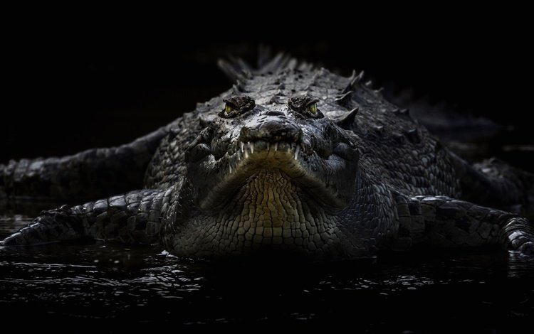 черный фон, крокодил, рептилия, пресмыкающееся, острорылый крокодил, black background, crocodile, reptile, american crocodile
