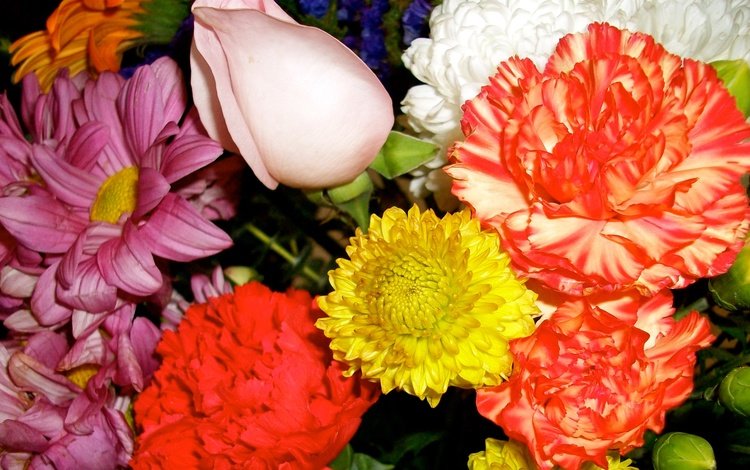 цветы, роза, лепестки, букет, хризантема, гвоздика, flowers, rose, petals, bouquet, chrysanthemum, carnation