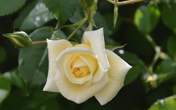 цветок, роза, лепестки, белая, flower, rose, petals, white