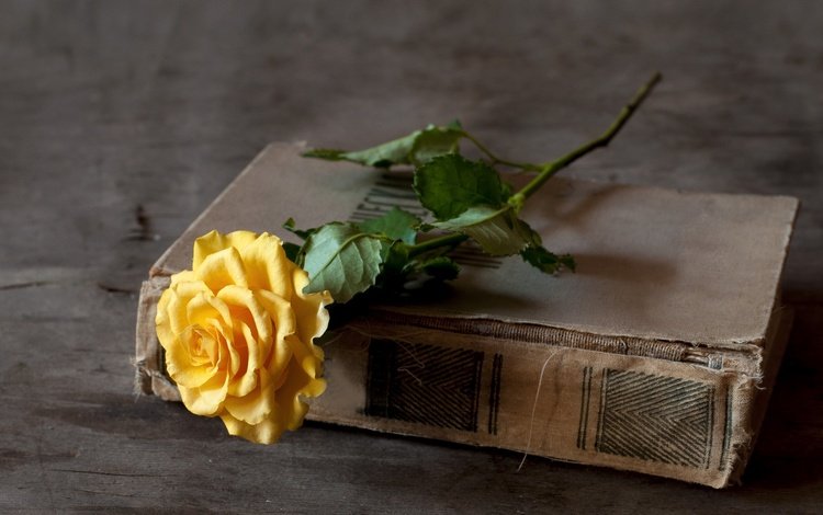 цветок, роза, жёлтая, книга, переплет, flower, rose, yellow, book, cover