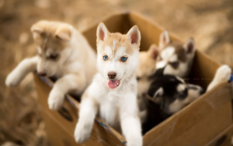 хаски, щенки, собаки, ящик, andrés lópez, husky, puppies, dogs, box