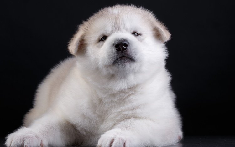 глаза, мордочка, взгляд, собака, щенок, черный фон, акита, eyes, muzzle, look, dog, puppy, black background, akita