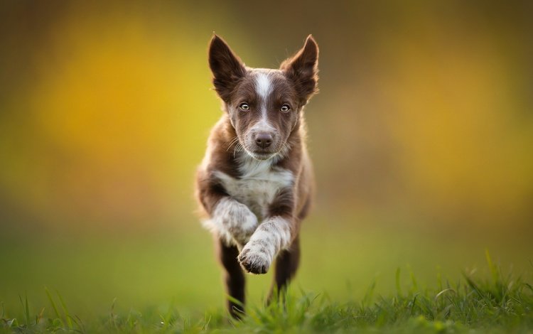 щенок, бег, коричневый, бордер-колли, tissaia, puppy, running, brown, the border collie