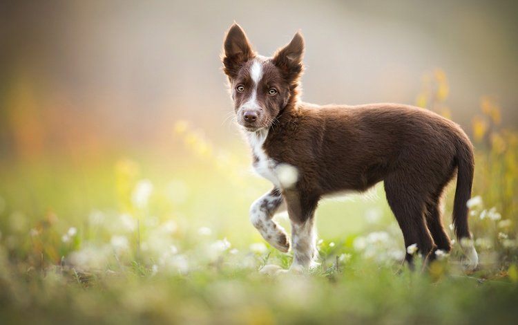 собака, щенок, травка, коричневый, бордер-колли, tissaia, dog, puppy, weed, brown, the border collie