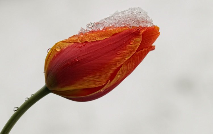 снег, фон, цветок, капли, бутон, тюльпан, стебель, snow, background, flower, drops, bud, tulip, stem