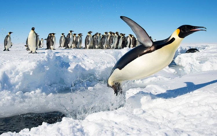 снег, прыжок, птицы, антарктида, пингвины, императорский пингвин, snow, jump, birds, antarctica, penguins, emperor penguin