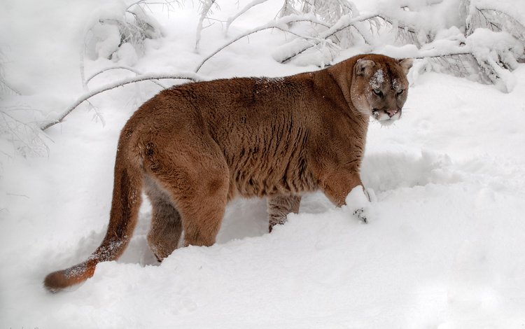 снег, зима, кошка, хвост, пума, горный лев, кугуар, snow, winter, cat, tail, puma, mountain lion, cougar