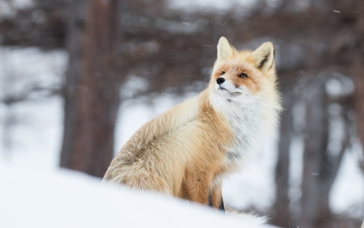 снег, зима, рыжая, лиса, лисица, животное, ветер, боке, snow, winter, red, fox, animal, the wind, bokeh