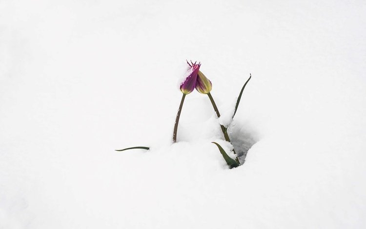 цветы, снег, бутоны, тюльпаны, flowers, snow, buds, tulips