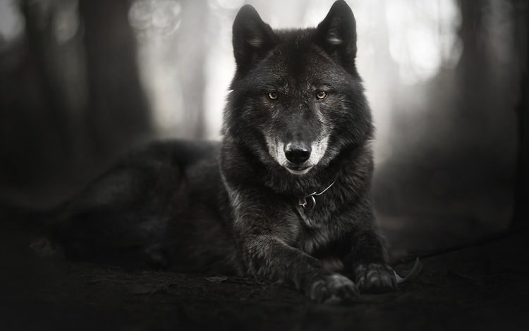 глаза, морда, взгляд, чёрно-белое, собака, черная, izzy, eyes, face, look, black and white, dog, black