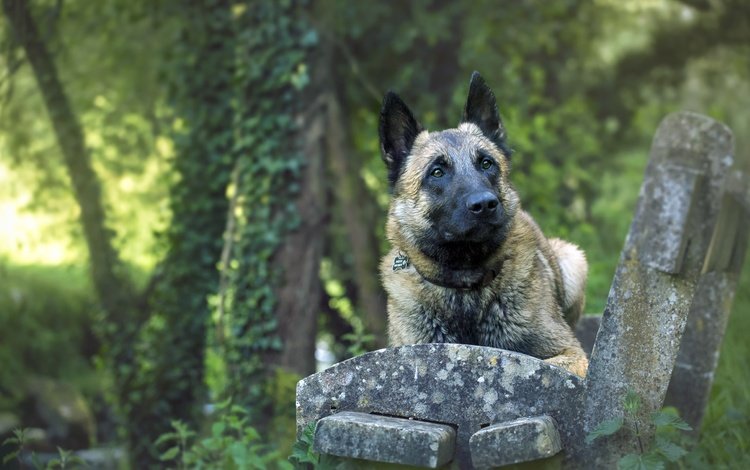 собака, друг, скамья, лорд, малинуа, бельгийская овчарка, elodie renault, dog, each, bench, lord, malinois, belgian shepherd