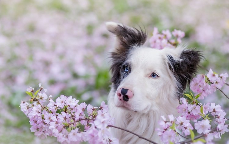 глаза, взгляд, собака, весна, друг, бордер-колли, eyes, look, dog, spring, each, the border collie