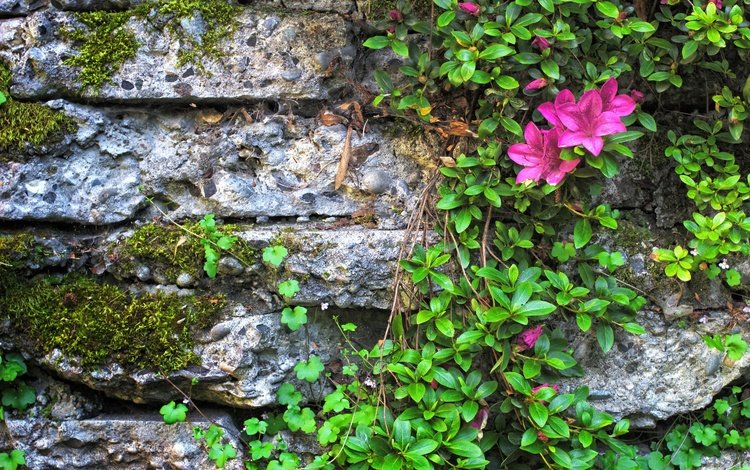 цветы, листья, стена, камень, мох, азалия, flowers, leaves, wall, stone, moss, azalea