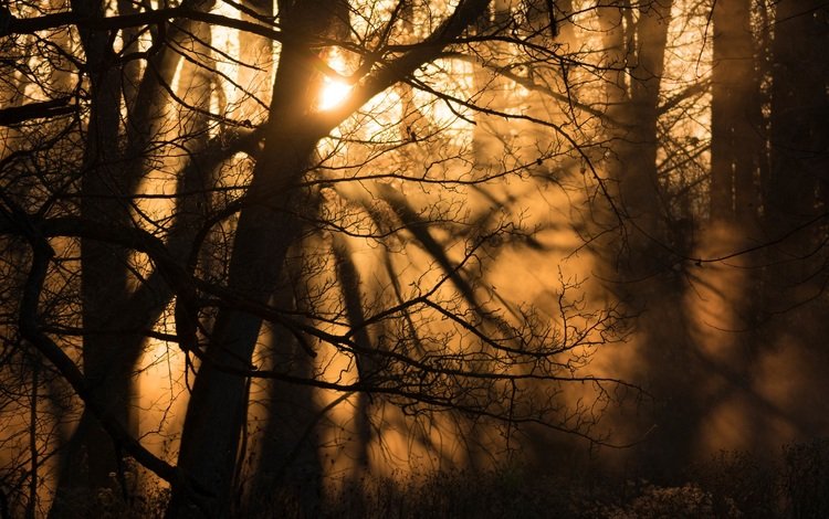 свет, деревья, лес, лучи, туман, ветки, light, trees, forest, rays, fog, branches