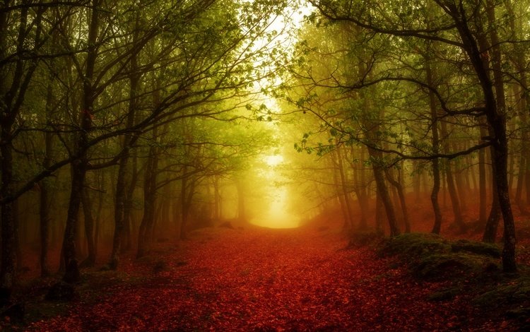 свет, дорога, деревья, лес, листья, туман, осень, цвет, light, road, trees, forest, leaves, fog, autumn, color
