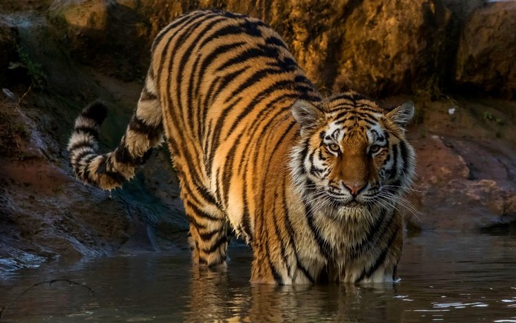 тигр, хищник, полосатый, мокрый, в воде, tiger, predator, striped, wet, in the water