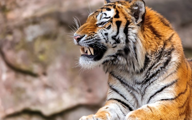 тигр, морда, клыки, хищник, профиль, пасть, tiger, face, fangs, predator, profile, mouth
