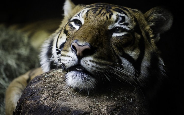 тигр, глаза, морда, взгляд, дикая кошка, tiger, eyes, face, look, wild cat