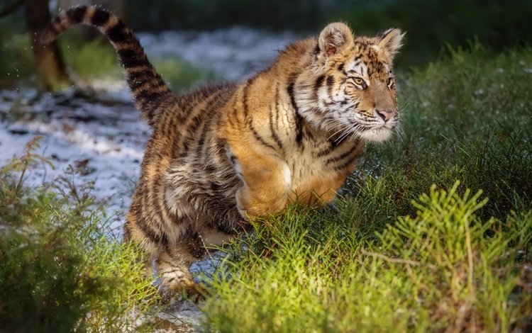 тигр, прыжок, дикая кошка, амурский тигр, tiger, jump, wild cat, the amur tiger