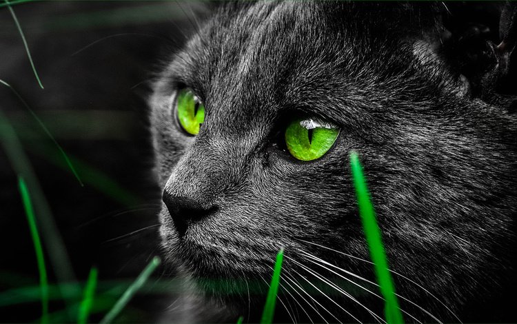 трава, кот, мордочка, усы, кошка, взгляд, зеленые глаза, черный кот, grass, cat, muzzle, mustache, look, green eyes, black cat