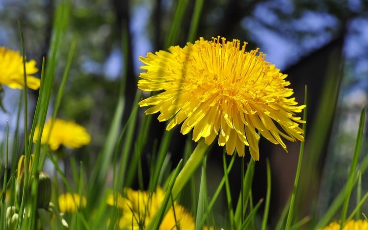 цветы, трава, одуванчики, желтые, flowers, grass, dandelions, yellow