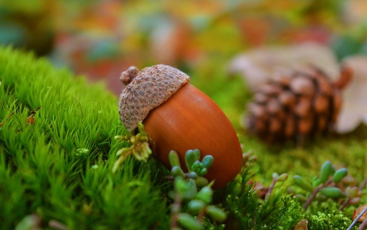 трава, природа, фон, осень, шишка, желудь, grass, nature, background, autumn, bump, acorn